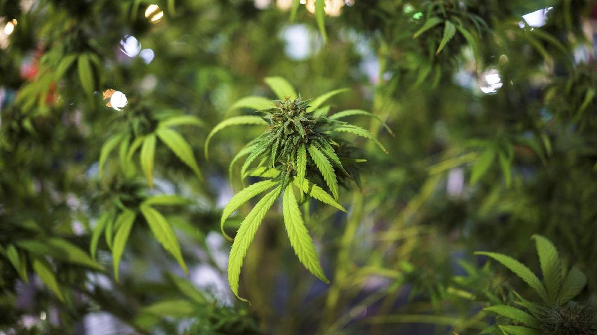 Indo Bokep Mabuk Ganja, Pria Thailand Pangkas Kemaluan sendirian